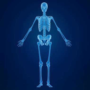 İnsan iskeletinin 3d render