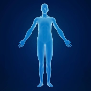 İnsan vücudunun 3D canlandırması 