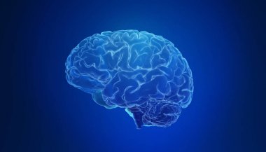 İnsan beyninin renkli 3d render