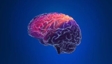 İnsan beyninin renkli 3d render