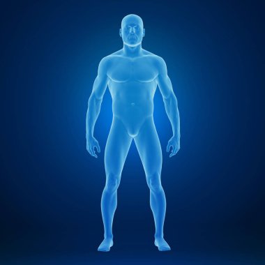 Kaslar ile insan vücudunun 3d render, renkli illüstrasyon