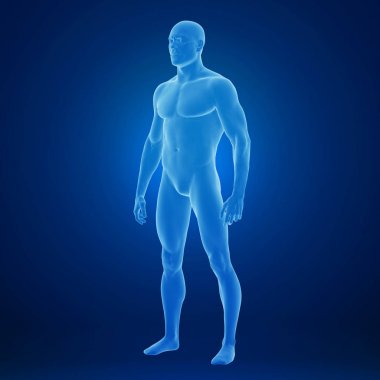 Kaslar ile insan vücudunun 3d render, renkli illüstrasyon