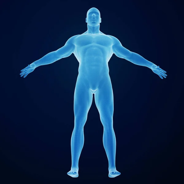 3d rendering of human body with muscles, colorful illustration