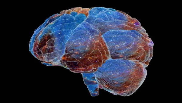 Kolorowe Renderowanie Ludzkiego Mózgu — Zdjęcie stockowe
