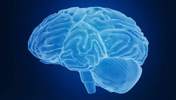 Kolorowe Renderowanie Ludzkiego Mózgu — Zdjęcie stockowe
