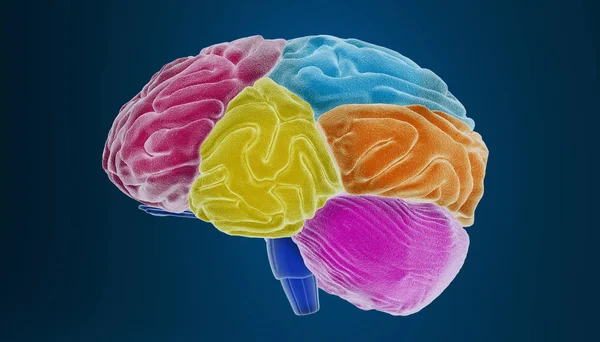 Rendu Coloré Cerveau Humain — Photo