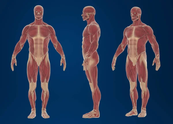 筋肉を持つ人体の3Dレンダリング カラフルなイラスト — ストック写真