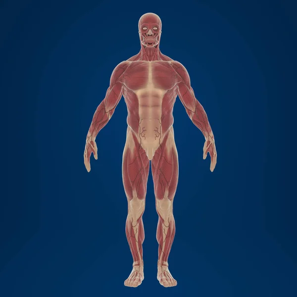 Rendering Human Body Muscles Colorful Illustration — Stock Photo, Image