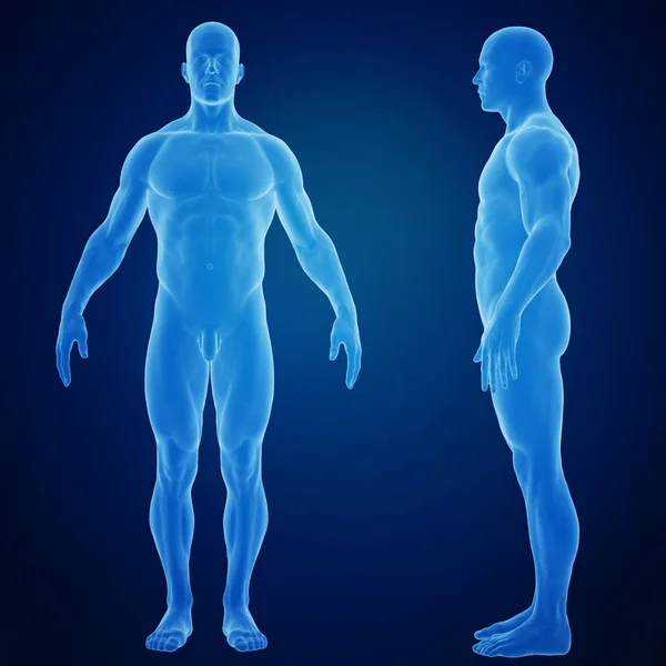 Rendering Människokroppen Med Muskler Färgglada Illustration — Stockfoto