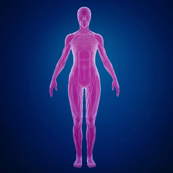 筋肉構造を持つ人体の3Dレンダリング — ストック写真