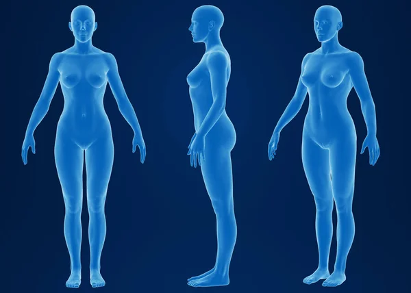 İnsan vücudunun 3D canlandırması 