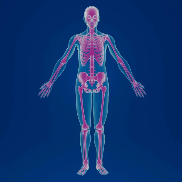 Renderowanie Ludzkiego Szkieletu — Zdjęcie stockowe