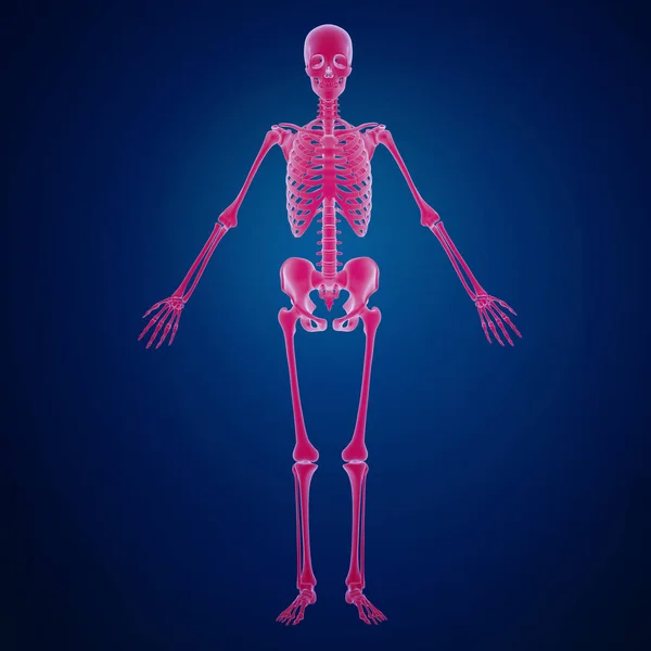 Απόδοση Του Ανθρώπινου Σκελετού — Φωτογραφία Αρχείου