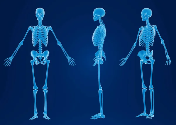Representación Del Esqueleto Humano —  Fotos de Stock