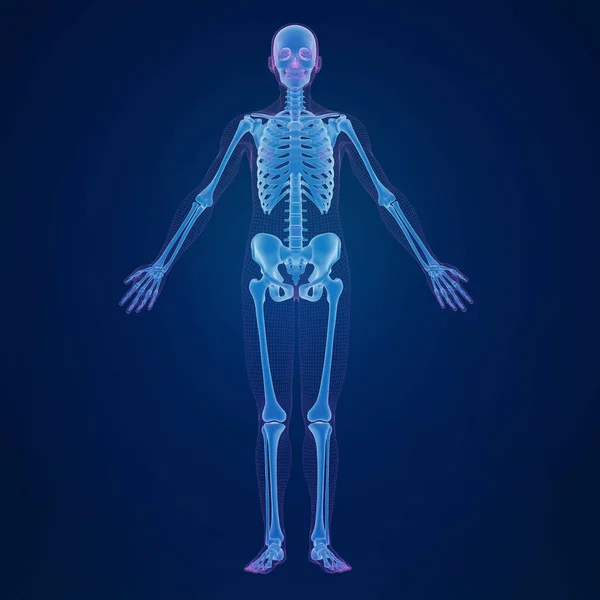 Απόδοση Του Ανθρώπινου Σκελετού — Φωτογραφία Αρχείου