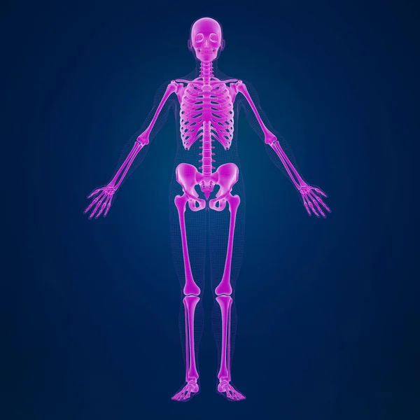 Renderowanie Ludzkiego Szkieletu — Zdjęcie stockowe