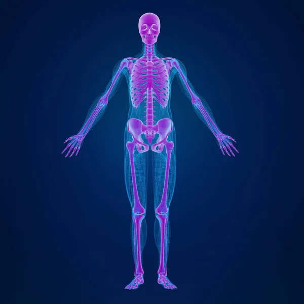 Візуалізація Людського Скелета — стокове фото