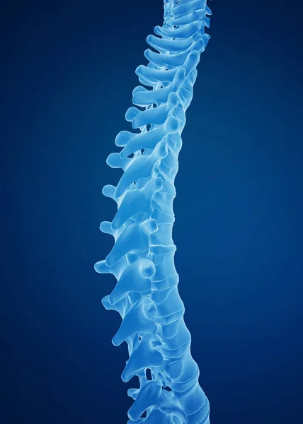 3D rendering of human spine, blue background