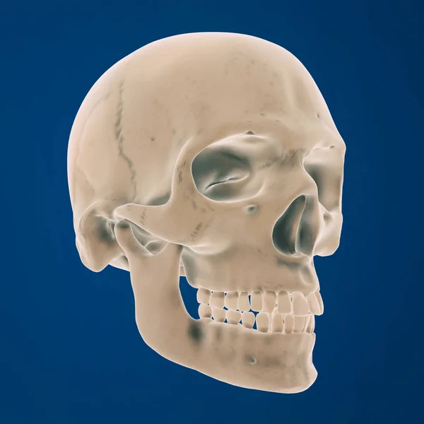 3d rendering of a human head skeleton