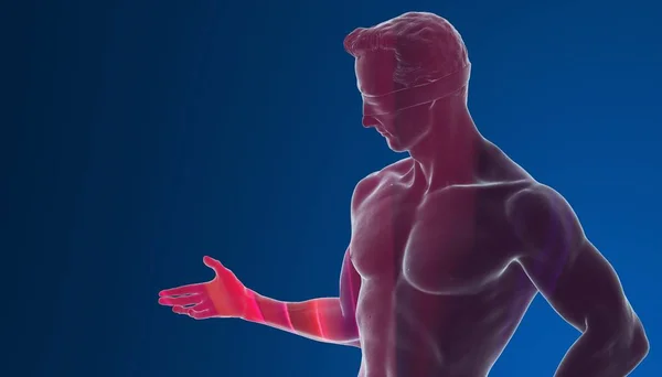 3d rendering of human body with muscles, colorful illustration