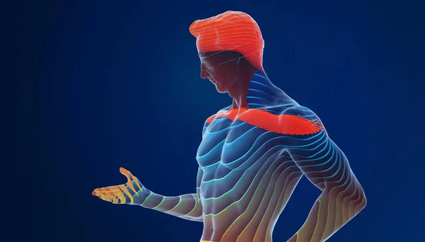 3d rendering of human body with muscles, colorful illustration