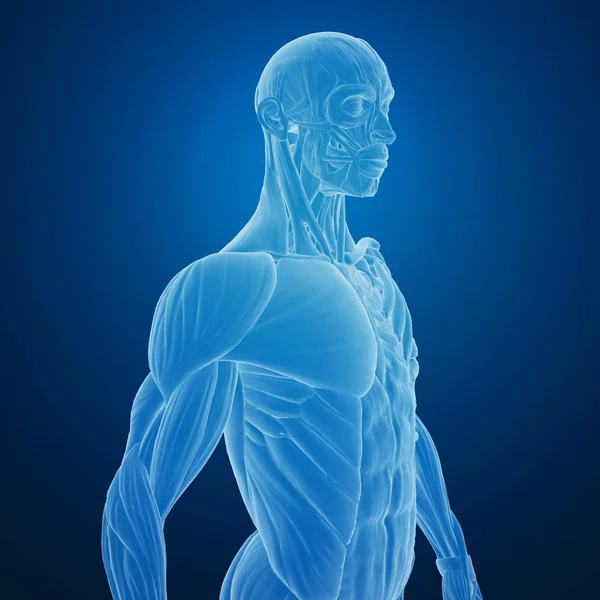 Rendering Human Body Muscles Structure — Stock Photo, Image