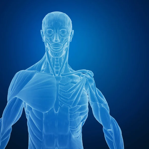 3D rendering of human body with muscles structure