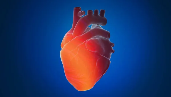 Colorful 3d rendering of human heart