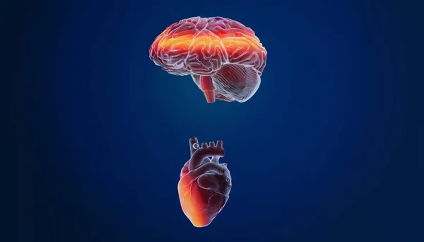 Colorful 3d rendering of human brain and heart
