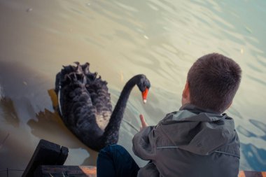 Boy feeding black swan on lake