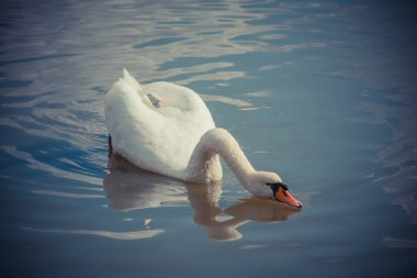 Kuğunun gündüz vakti vahşi doğada yakınlaşması 