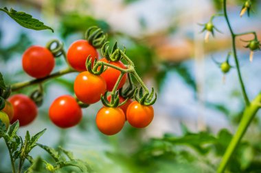 Çilekli domateslerin dallara yakın çekimi