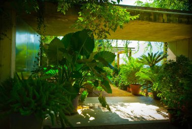 Modern bahçedeki bitkiler ve çiçekler