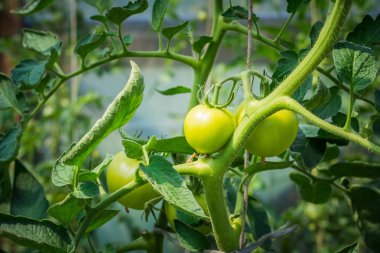 Olgunlaşan domatesli domates bitkilerinin kapatılması