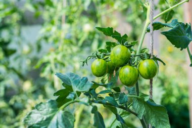 Olgunlaşan domatesli domates bitkilerinin kapatılması