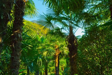 Gündüz vakti tropikal ormanın manzarası