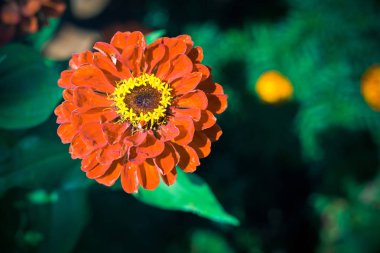 Bulanık arkaplanda çiçek açan kırmızı çiçeğin kapanışı 