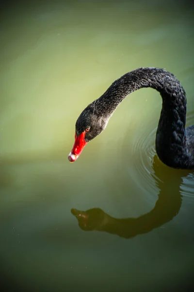 Gros Plan Cygne Dans Nature Sauvage Jour — Photo