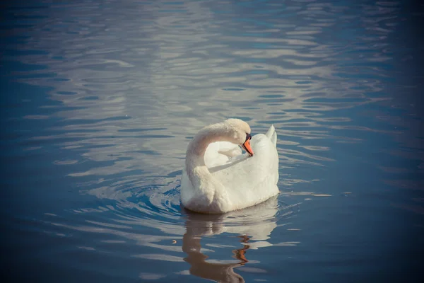 Sluitingen Van Zwanen Wilde Natuur Overdag — Stockfoto