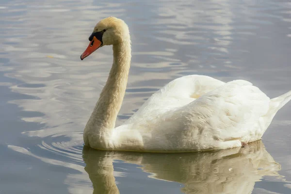 昼間の自然の中での白鳥の閉鎖 — ストック写真