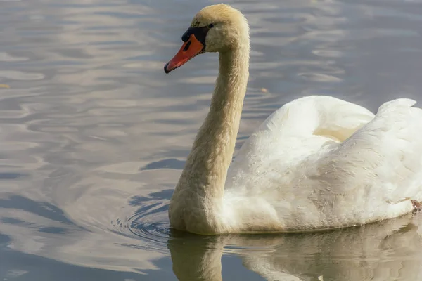 Sluitingen Van Zwanen Wilde Natuur Overdag — Stockfoto