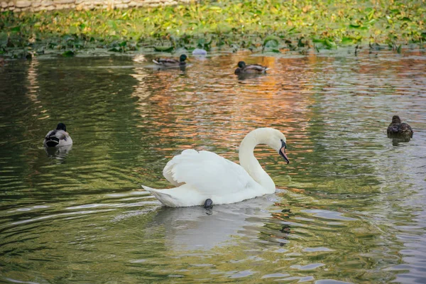 昼間の自然の中での白鳥の閉鎖 — ストック写真