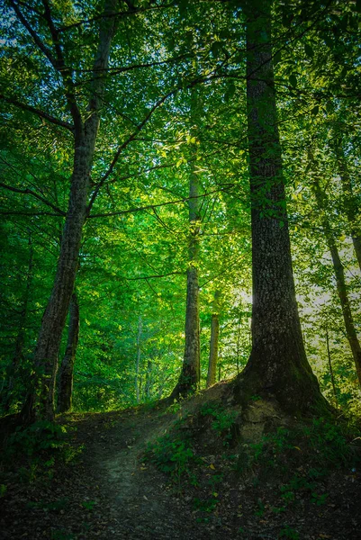 Мальовничий Вид Сонця Сяє Через Зелений Ліс — стокове фото