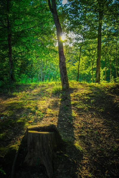 Vue Panoramique Soleil Qui Brille Travers Forêt Verte — Photo