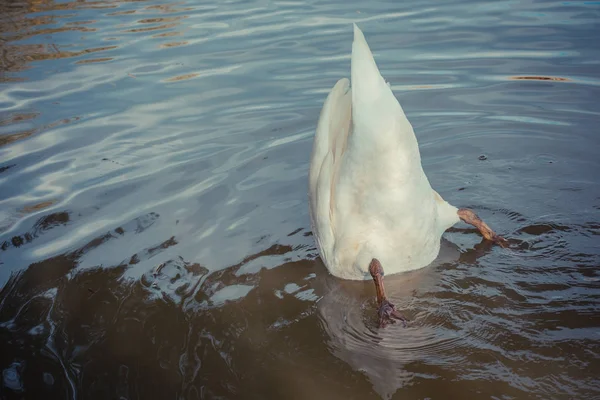 昼間の自然の中での白鳥の閉鎖 — ストック写真
