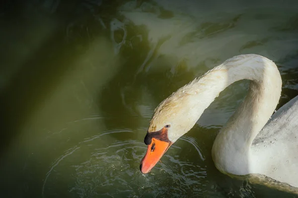 昼間の自然の中での白鳥の閉鎖 — ストック写真