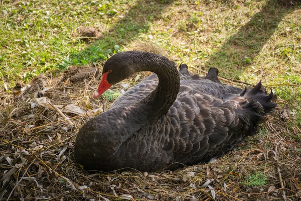 Sluitingen Van Zwanen Wilde Natuur Overdag — Stockfoto