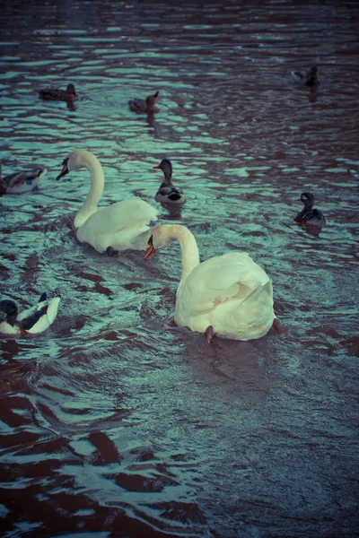 湖にアヒルと白鳥 — ストック写真