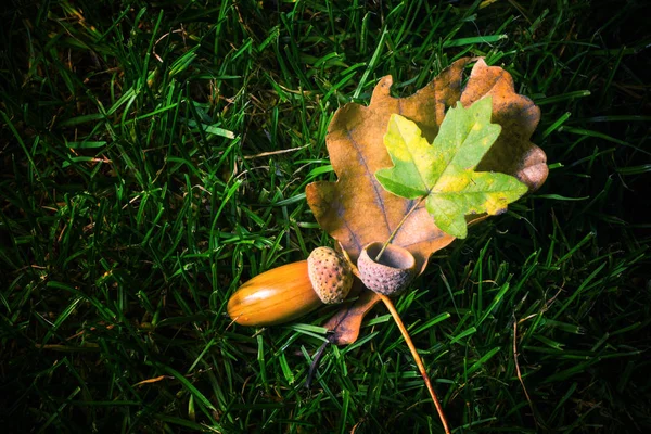 Gros Plan Des Feuilles Sèches Automnales Jour — Photo