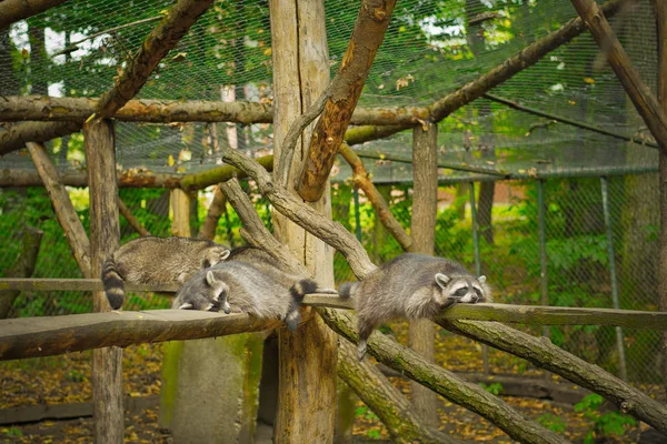 かわいいラクーン休息でケージで動物園 — ストック写真